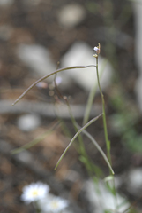 Boechera microphylla