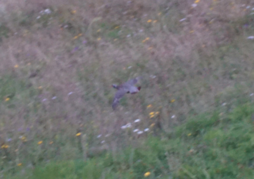 Rock Partridge, Kärnten, AT, photo 5 of 10