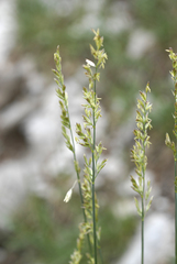 Festuca kingii