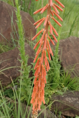 Kniphofia laxiflora