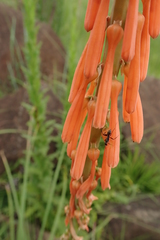 Kniphofia laxiflora