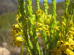 Erica parilis parilis