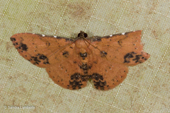 Corgatha semipardata