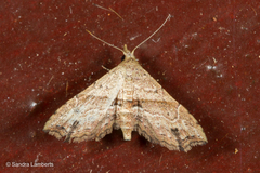 Hypenagonia