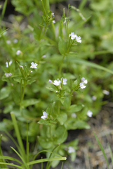 Epilobium glaberrimum