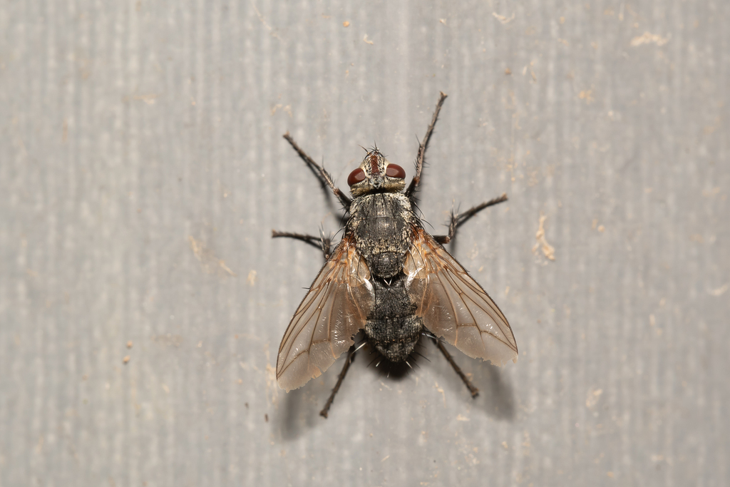 Microphthalma europaea