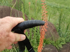 Kniphofia laxiflora