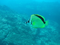 Johnrandallia nigrirostris