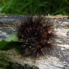 Spilosoma lubricipeda