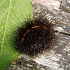 Spilosoma lubricipeda