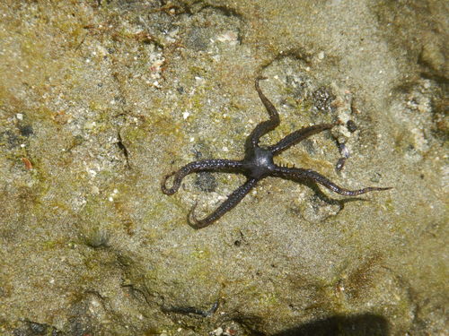 Breviturma paucigranulata observed 2019-01-24