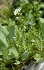 Cardamine breweri breweri