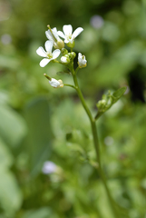 Cardamine breweri breweri