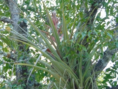 Tillandsia parryi