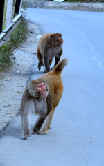 Macaca mulatta