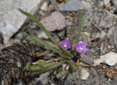 Lewisia pygmaea