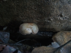 Baeospora myriadophylla