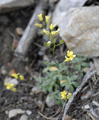 Draba pedicellata pedicellata