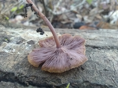 Baeospora myriadophylla