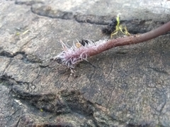 Baeospora myriadophylla