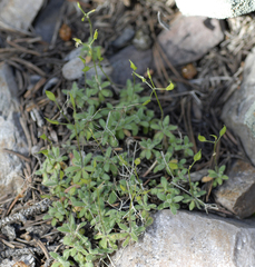 Draba pedicellata pedicellata