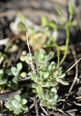 Draba pedicellata pedicellata