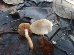 Meottomyces