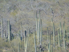 Cephalocereus polylophus