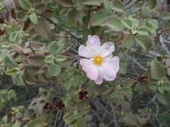 Cistus creticus eriocephalus
