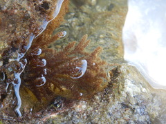Acanthophora spicifera