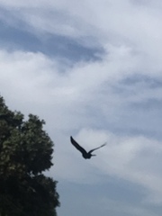 Corvus brachyrhynchos