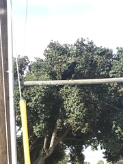 Corvus brachyrhynchos