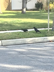 Corvus brachyrhynchos