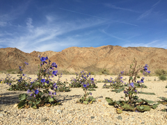 Phacelia campanularia vasiformis