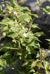 Rubus idaeus strigosus