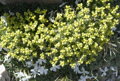 Draba densifolia