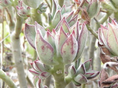 Echeveria harmsii
