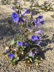 Phacelia campanularia vasiformis