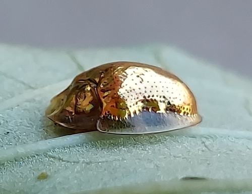 Golden tortoise beetle