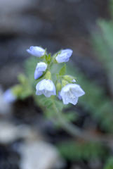 Polemonium pulcherrimum delicatum