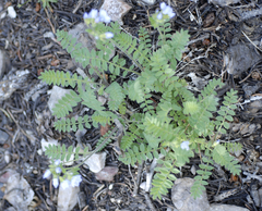 Polemonium pulcherrimum delicatum