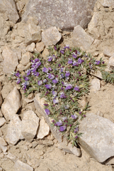 Astragalus kentrophyta tegetarius