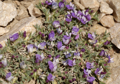 Astragalus kentrophyta tegetarius