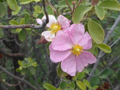 Cistus creticus eriocephalus