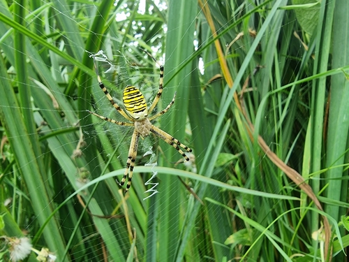 Argiope bruennichi
