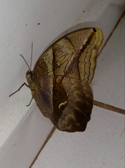 Eryphanis automedon