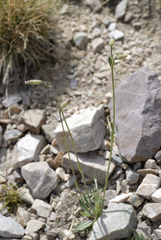 Silene drummondii