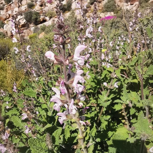 Image of Salvia disermas by no rights reserved