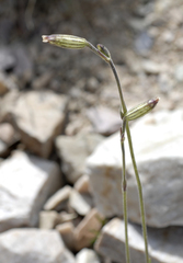 Silene drummondii