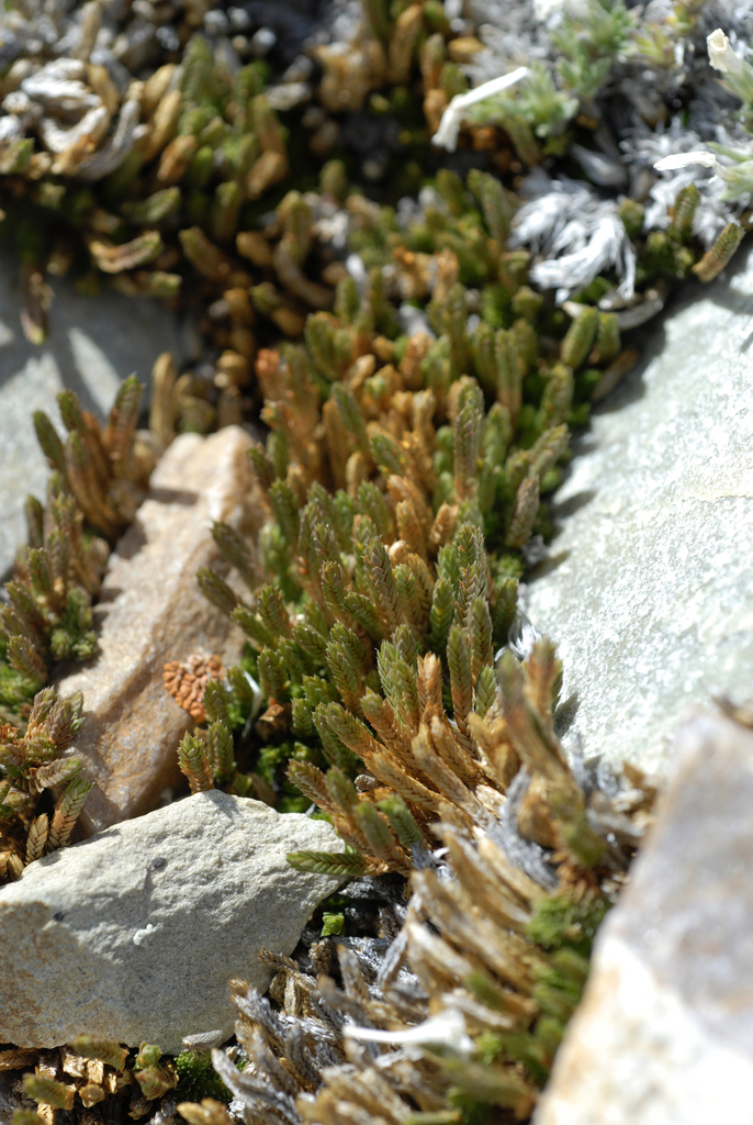 Watson's spikemoss